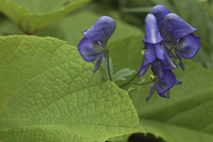 Aconitum fischeri