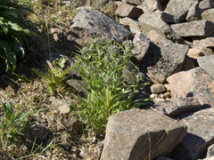 Saussurea tilesii putoranica
