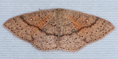 Cyclophora dataria
