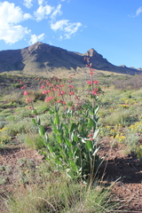 Penstemon havardii