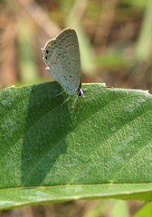 Euchrysops cnejus cnejus