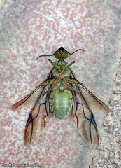 Oecophylla smaragdina