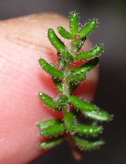 Orophanes