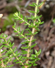 Orophanes