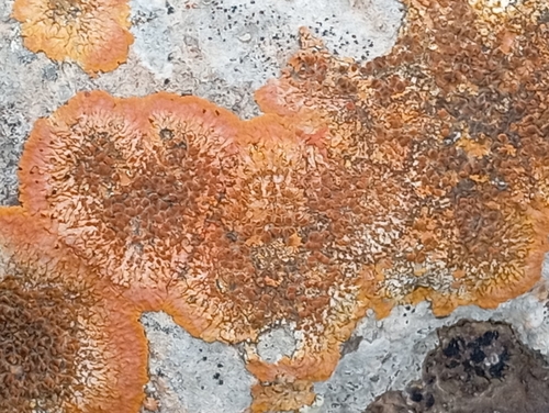 Variospora aurantia