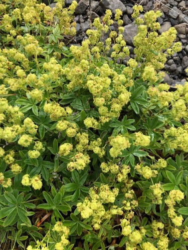 Alpine Lady's-mantle