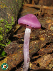 Laccaria gomezii