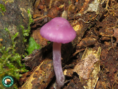 Laccaria gomezii
