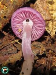 Laccaria gomezii