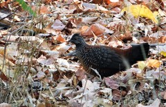 Galloperdix lunulata