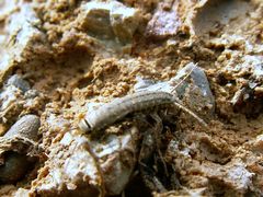 Ctenolepisma ciliatum