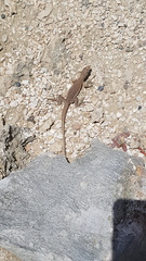 Cnemidophorus murinus