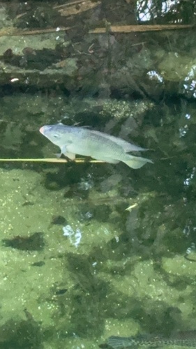 Oreochromis aureus