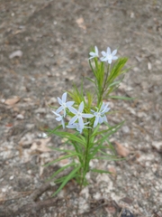 Amsonia ciliata