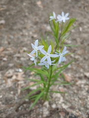 Amsonia ciliata