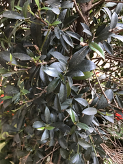 Magnoliopsida