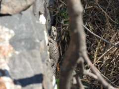 Sceloporus torquatus melanogaster