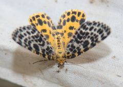 Arichanna melanaria