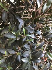 Magnoliopsida