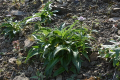 Saussurea tilesii putoranica