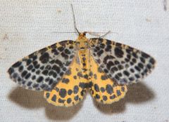 Arichanna melanaria