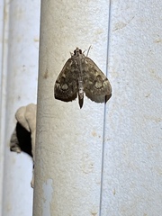 Anania coronata