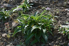 Saussurea tilesii putoranica