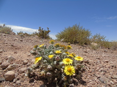 Trichocline caulescens