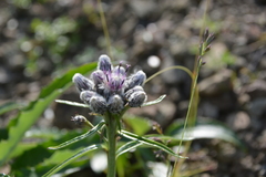 Saussurea tilesii putoranica