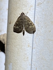 Anania coronata