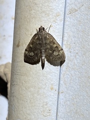 Anania coronata