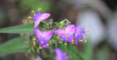 Tradescantia sillamontana