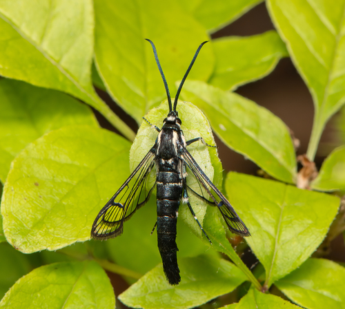 Lesser Peachtree Borer Moth photo 4