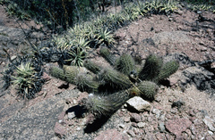 Trichocereus strigosus