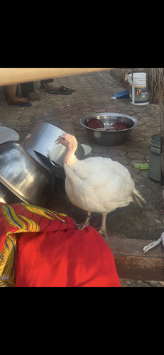 Domestic Turkey