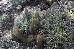 Trichocereus strigosus