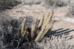 Trichocereus strigosus