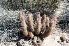 Trichocereus strigosus