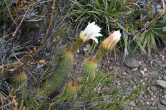 Trichocereus strigosus