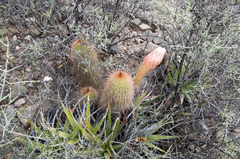 Trichocereus strigosus