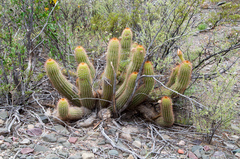 Trichocereus strigosus