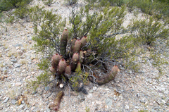 Trichocereus strigosus