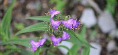 Tradescantia sillamontana