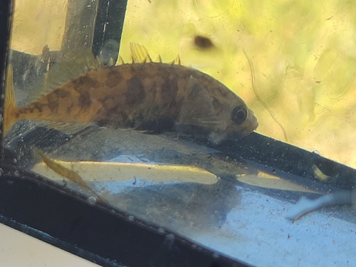 Ninespine Stickleback, 8316 PR Marknesse, Nederland, photo 5 of 10