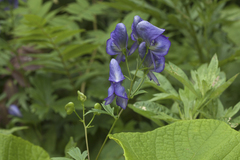 Aconitum fischeri