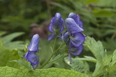 Aconitum fischeri