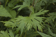 Aconitum fischeri