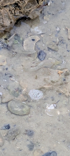 Floridichthys carpio