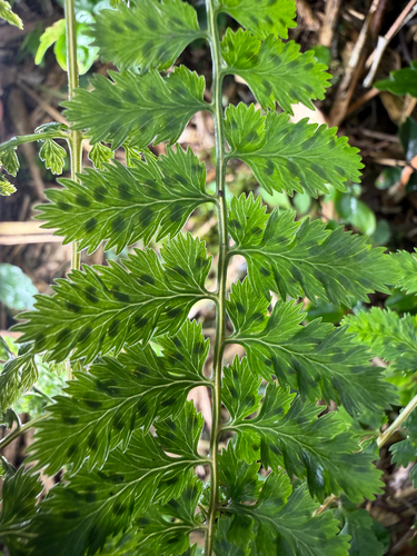 Athyrium palustre iNat (3)