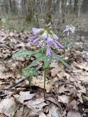 Cardamine concatenata